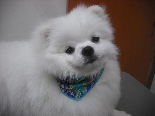 ファイル 2515-1.jpg