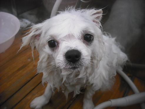 ファイル 2515-2.jpg