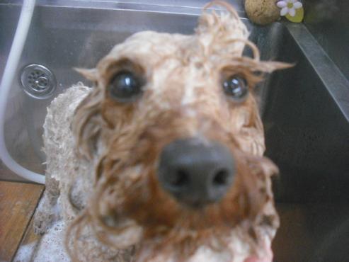 ファイル 2519-2.jpg