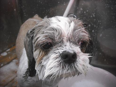 ファイル 2521-2.jpg