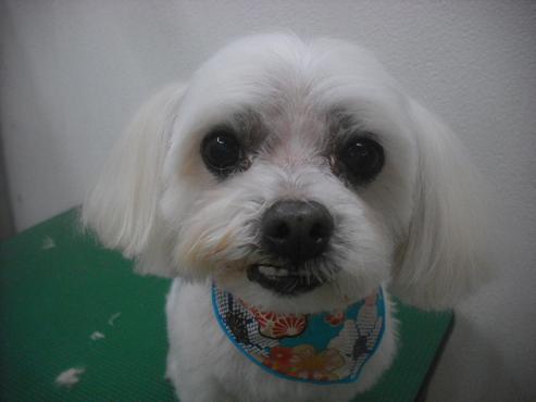 ファイル 2523-1.jpg