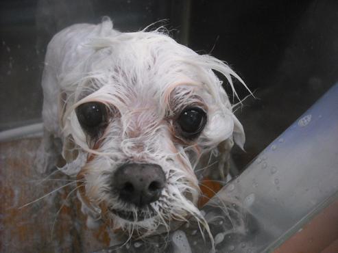 ファイル 2523-2.jpg