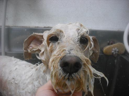 ファイル 2524-2.jpg