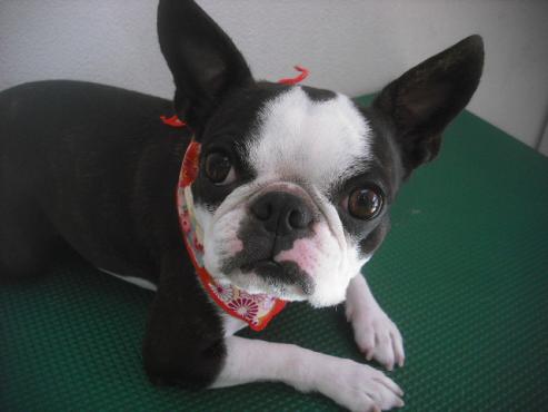 ファイル 2526-1.jpg