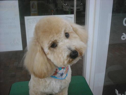 ファイル 2527-1.jpg