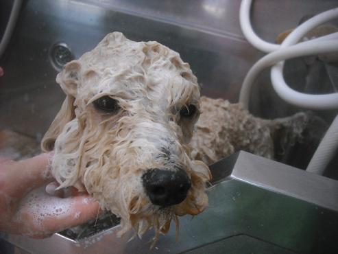 ファイル 2527-3.jpg