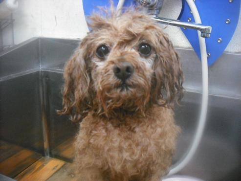 ファイル 2531-2.jpg