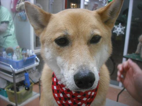 ファイル 2534-1.jpg