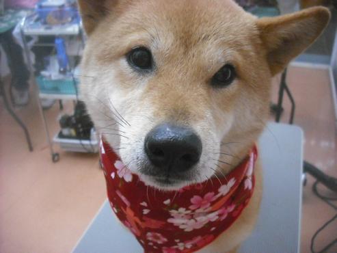 ファイル 2535-2.jpg