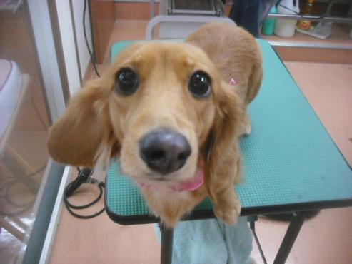 ファイル 2536-1.jpg