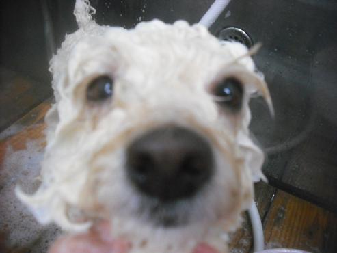 ファイル 2542-2.jpg