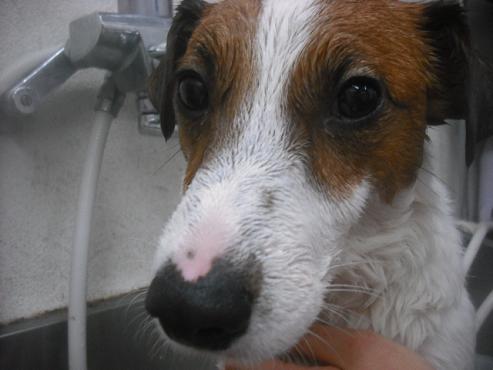 ファイル 2546-3.jpg