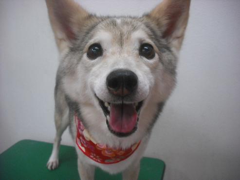 ファイル 2550-1.jpg