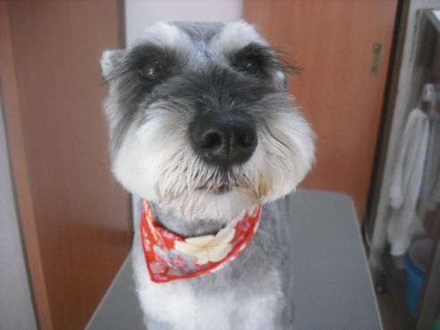 ファイル 2551-1.jpg