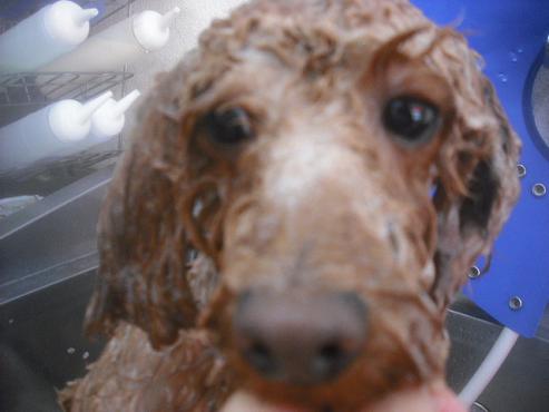 ファイル 2552-2.jpg