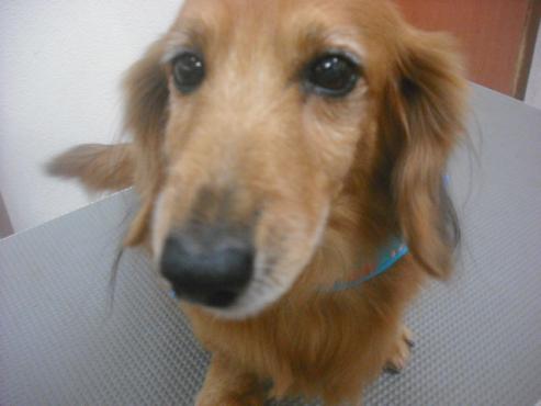 ファイル 2555-1.jpg