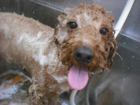 ファイル 2558-2.jpg