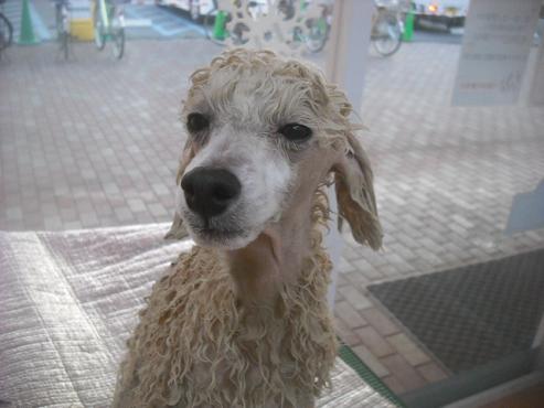 ファイル 2561-2.jpg