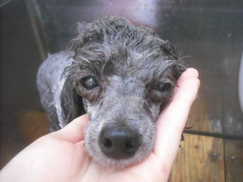 ファイル 2562-2.jpg