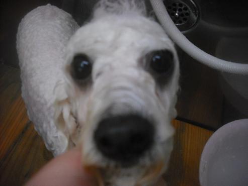 ファイル 2569-2.jpg