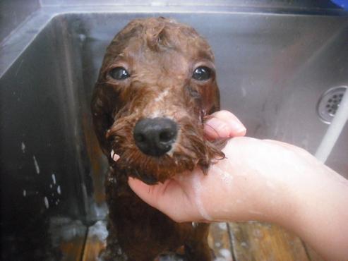 ファイル 2572-2.jpg