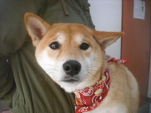 ファイル 2575-1.jpg