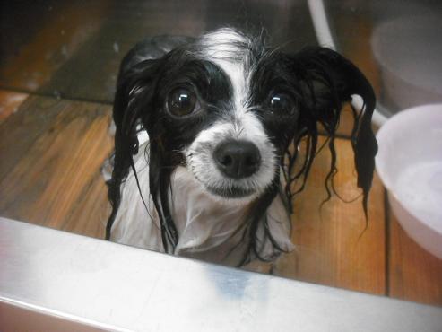 ファイル 2576-1.jpg