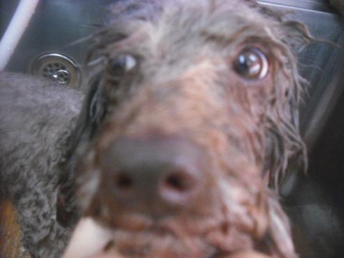 ファイル 2582-2.jpg