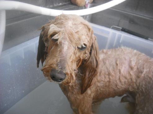 ファイル 2584-2.jpg