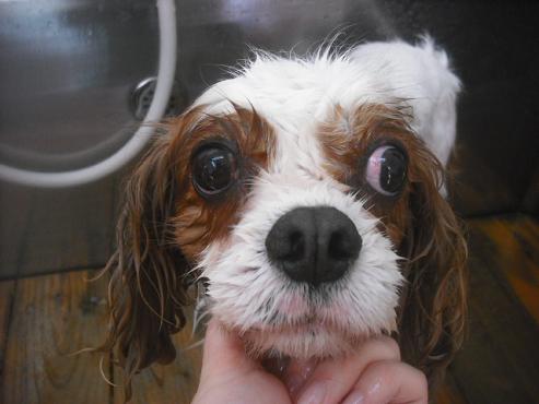 ファイル 2588-2.jpg