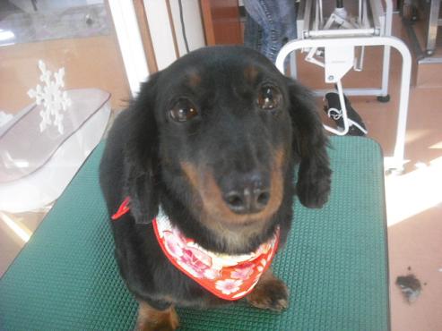 ファイル 2589-1.jpg