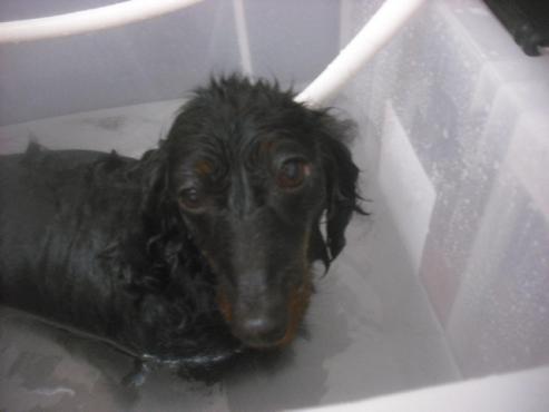 ファイル 2589-2.jpg