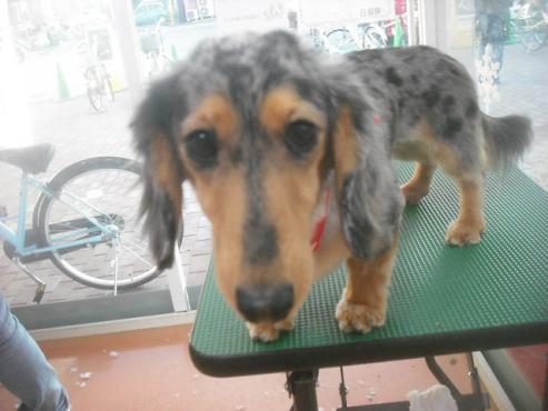 ファイル 2590-1.jpg