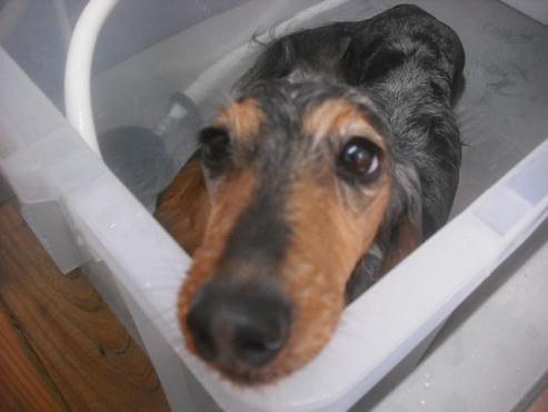 ファイル 2590-2.jpg