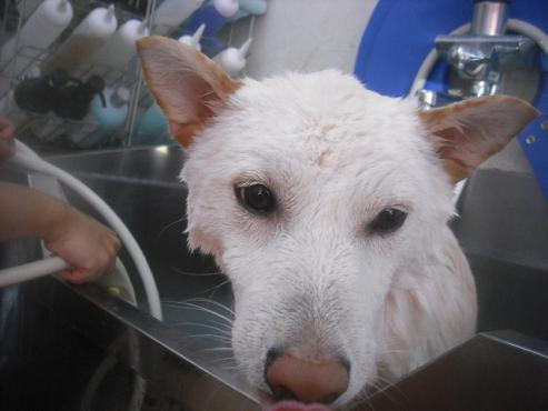 ファイル 2592-2.jpg