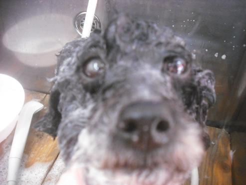 ファイル 2594-2.jpg