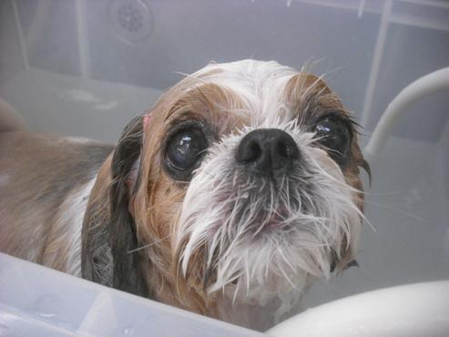 ファイル 2595-2.jpg