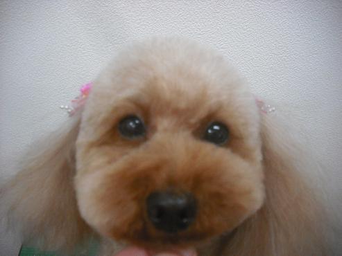 ファイル 2596-1.jpg