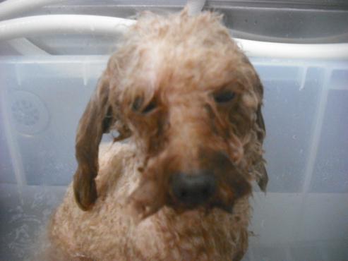 ファイル 2596-2.jpg