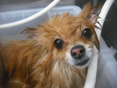 ファイル 2597-2.jpg