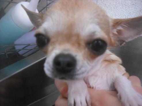 ファイル 2598-2.jpg