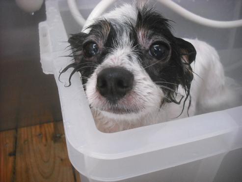 ファイル 2599-2.jpg