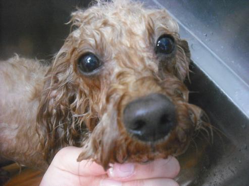 ファイル 2601-2.jpg