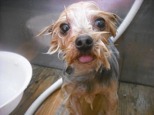 ファイル 2602-2.jpg