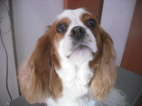 ファイル 2604-1.jpg