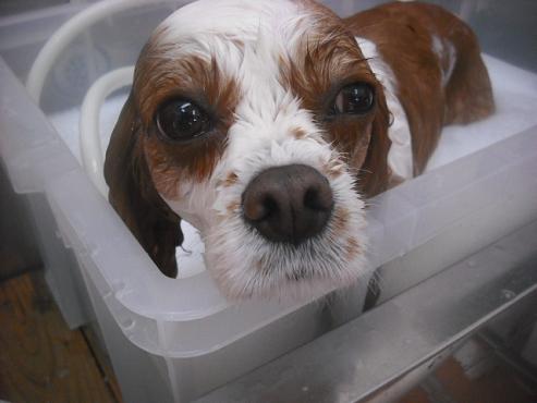 ファイル 2604-2.jpg