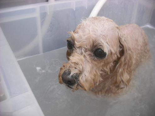 ファイル 2606-2.jpg