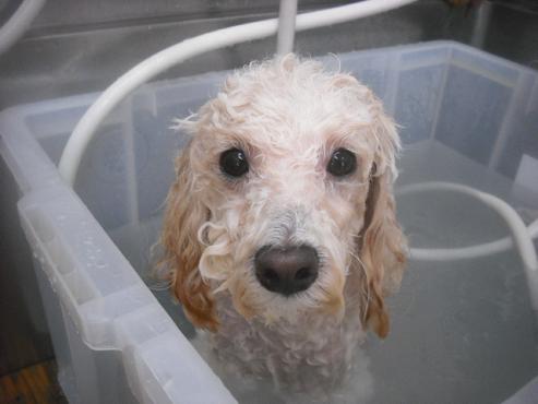 ファイル 2607-2.jpg