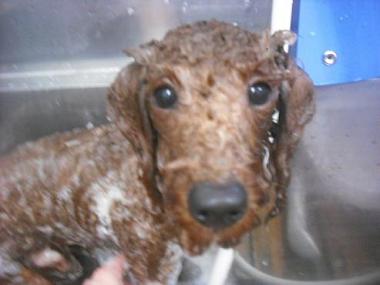 ファイル 2608-2.jpg