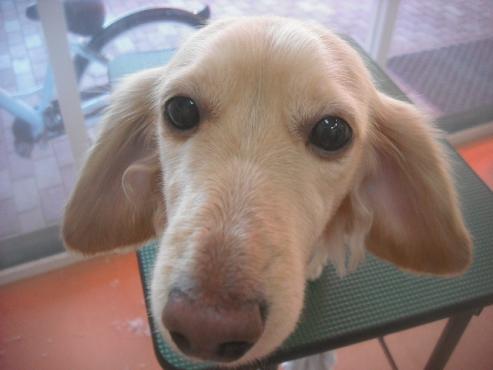 ファイル 2609-1.jpg